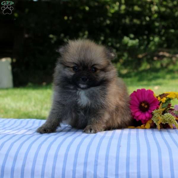 Lennonia, Pomeranian Puppy